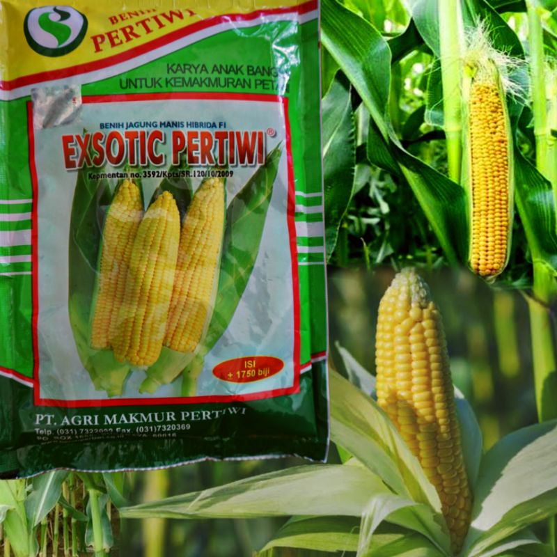 jagung manis pertiwi / jagung manis pertiwi varietas exsotic pertiwi / eksotik pertiwi / jagung mani
