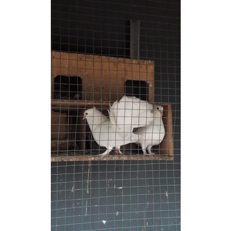 Dara kipas/merpati putih/burung hias