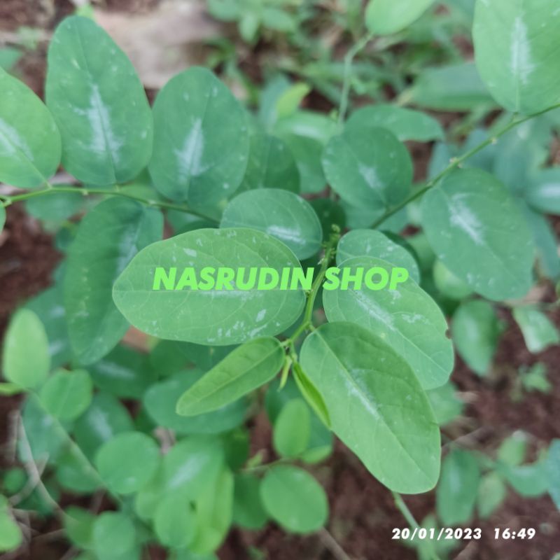 

[Fresh] BIBIT STEK DAUN KATUK BIBIT KATUK (POTONGAN BATANG) BIBIT DAUN KATUK Sauropus androgynus