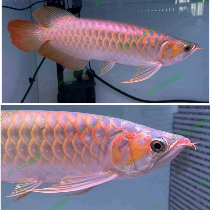 Arowana / Arwana Sr Super Red