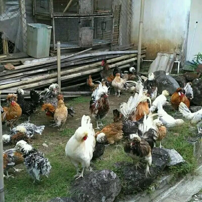 

telur ayam poland