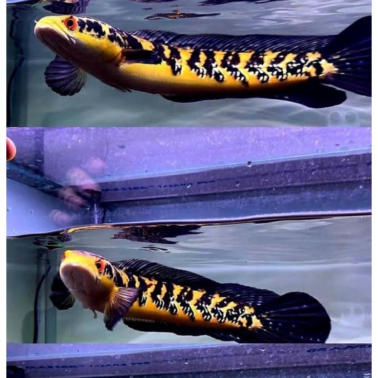 CHANNA MARU YS/YELLOW SENTARUM 16-18 CM BERKUALITAS