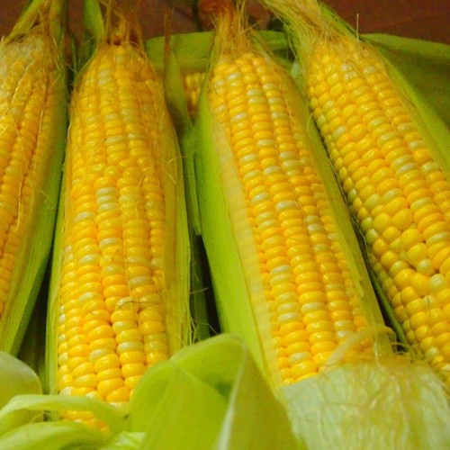JAGUNG KUALITAS PREMIUM (KHUSUS SAMEDAY DAN INSTAN)