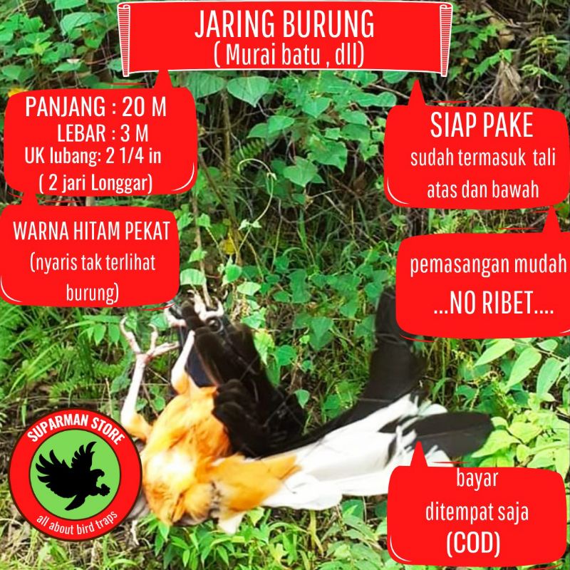 jaring burung murai batu dan burung lainnya
