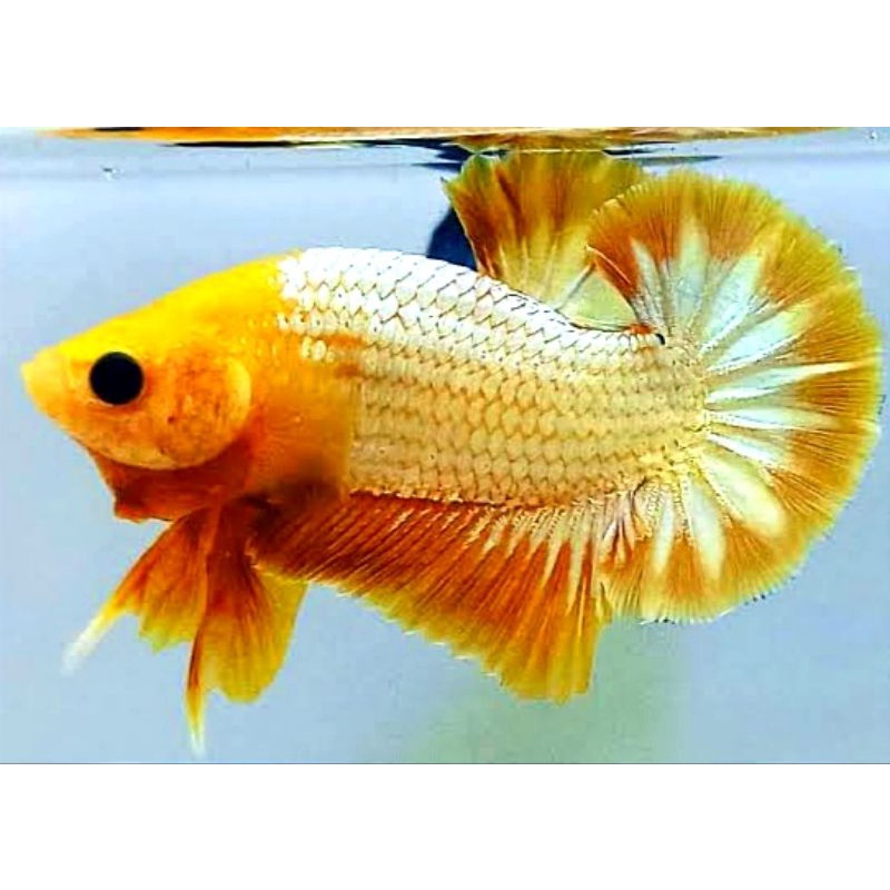 Plakat Hiasan Kamar Yellow Fancy Copper Male/Female