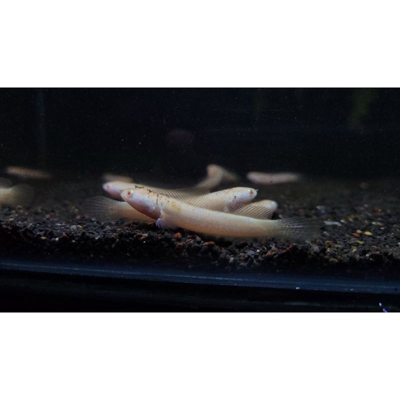 PROMO TERBATAS chana limbata albino 9-10m