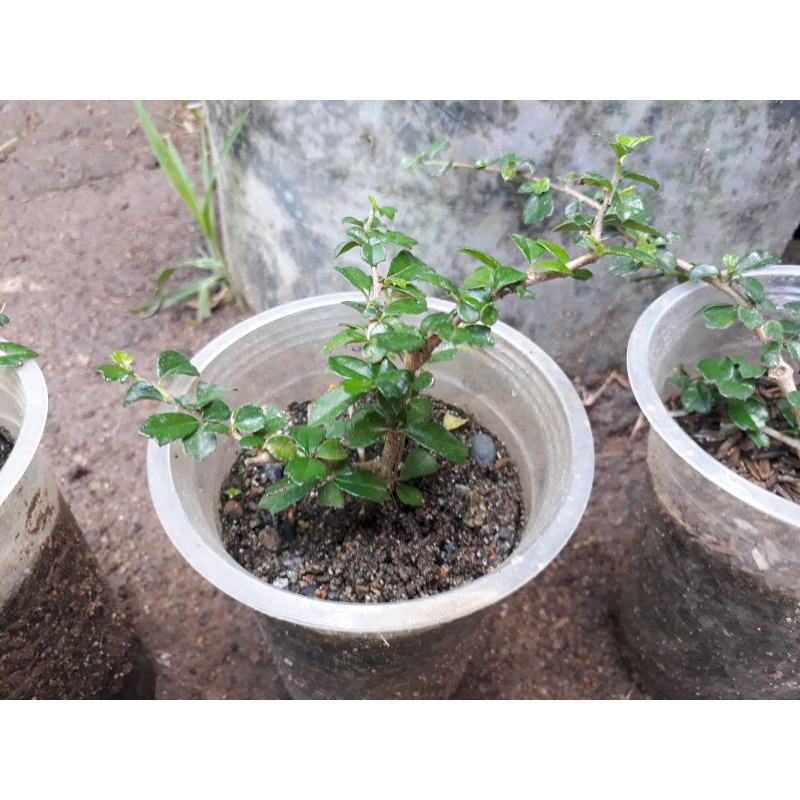 Bahan Bonsai Hokiantea