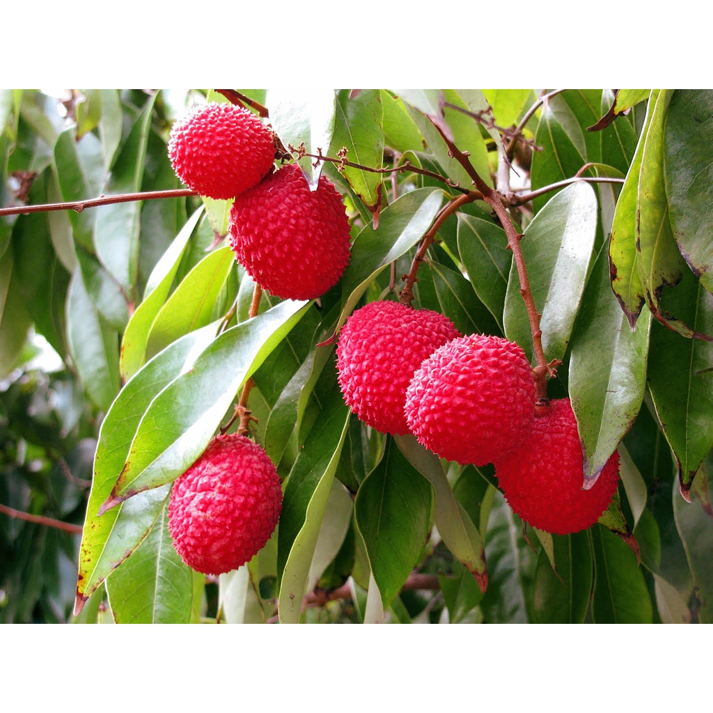 Benih Bibit Biji - Buah Leci Manis Lychee (Litchi chinensis) Fruit Seeds - IMPORT