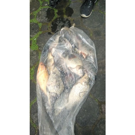 ESSEN IKAN MAS UMPAN MANCING GALAPUNG PANCING GALATAMA JEDUD PANCING