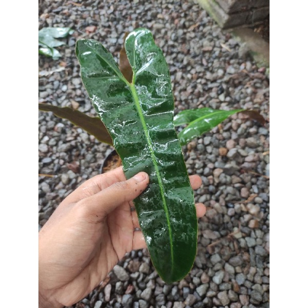 philodendron Billietiae x Atabapoense