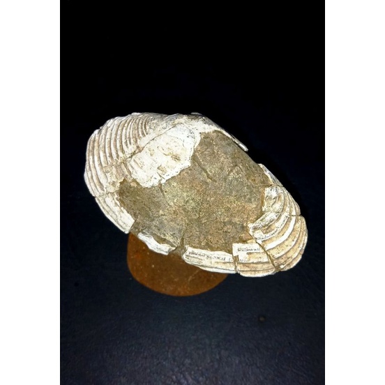 natural fosil kijing buntet