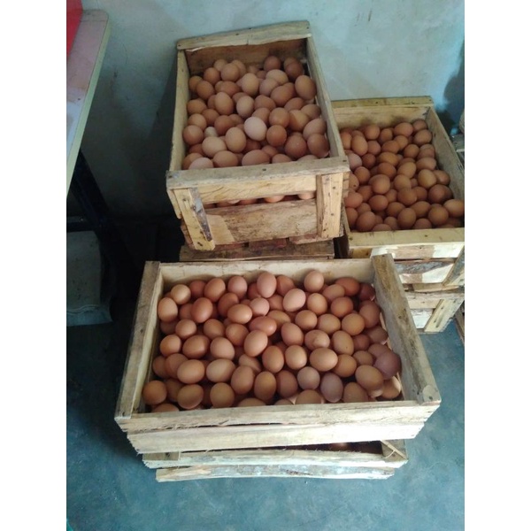 

Telur AYAM negeri segar dan berkualitas Garut