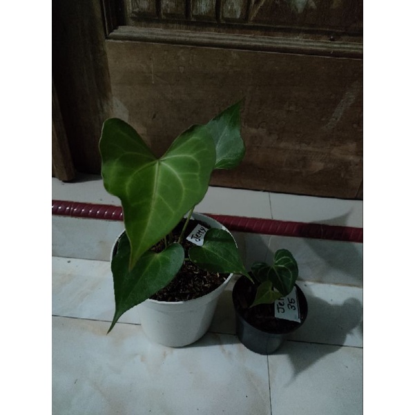 Anthurium delta force, anthurium king clarinervium hybrid