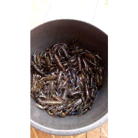 

indukan lobster uk 4inc siyap nelur 1 set berisi 10 bonus 2 jadi 12