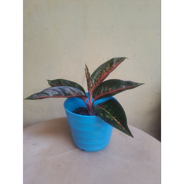 Aglonema Hot Lady Dewasa - Rumpun