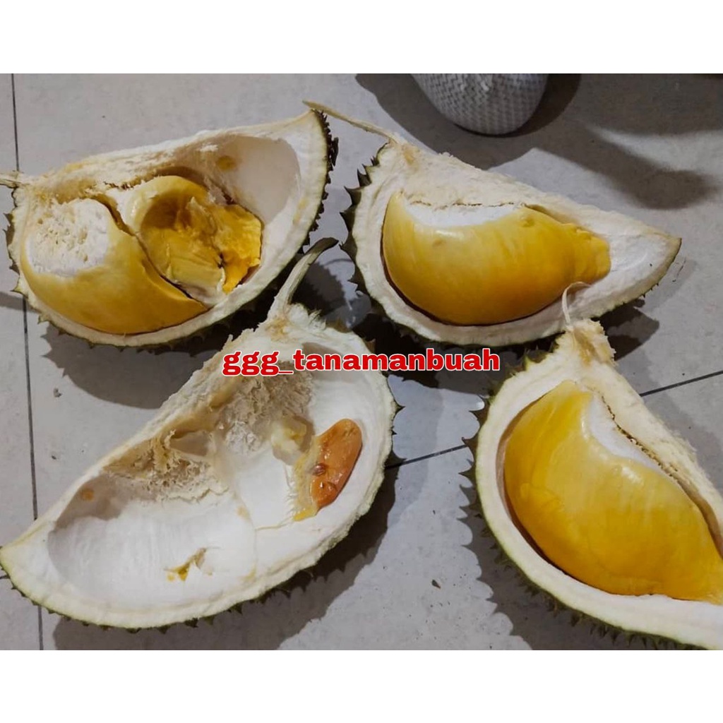 Bibit Durian Otong Super Okulasi