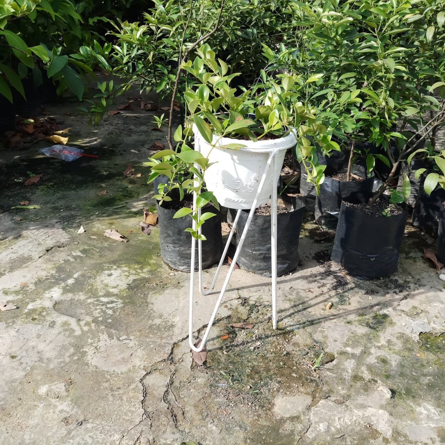 ZS / DIAMETER 30CM / RAK STANDING POT V BULAT / DUDUKAN POT TAMAN