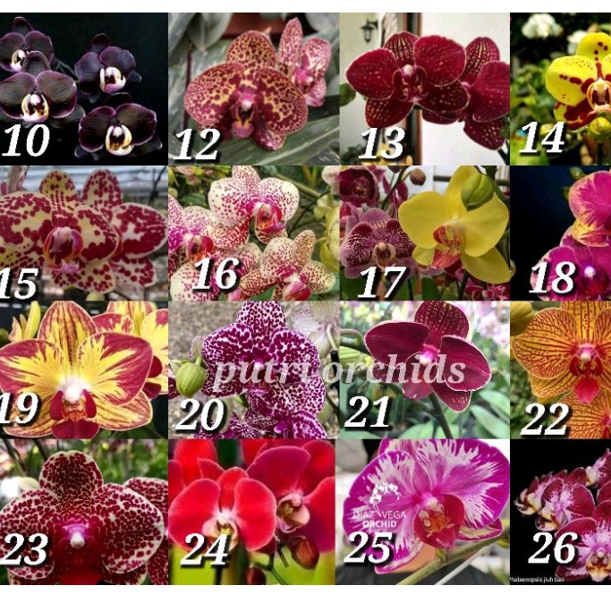 anggrek paket 10 seedling bulan jumbo