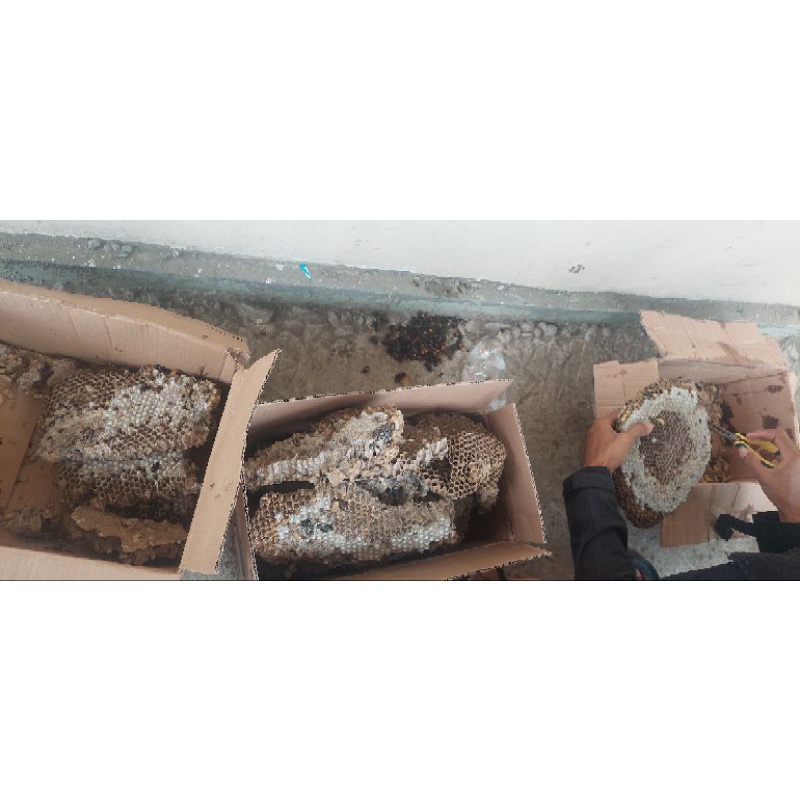 larva tawon vespa umoan mancing