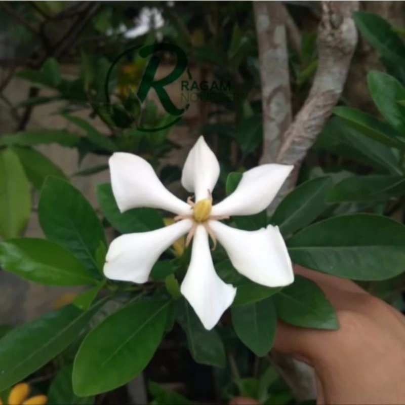 Tanaman Gardenia Kailarsenia Wangi