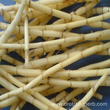 Akar Alang Kering (50 gram) / Roots of reeds / 白茅根 ( bai mao gen ) / Obat Pereda Panas Dalam dan Gagal Ginjal