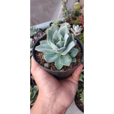 sukulen echeveria