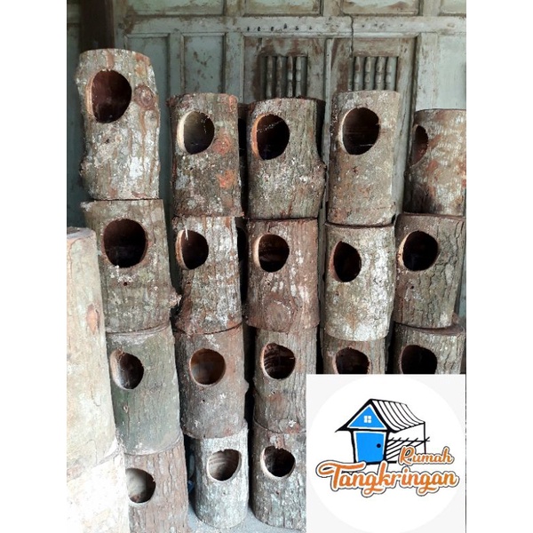 Glodok murai, glodok pohon variasi pintu belakang