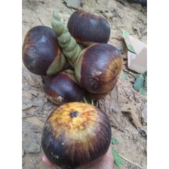 

MURAH BUAH LONTAR 1 buah bulat ( isi 3 biji )