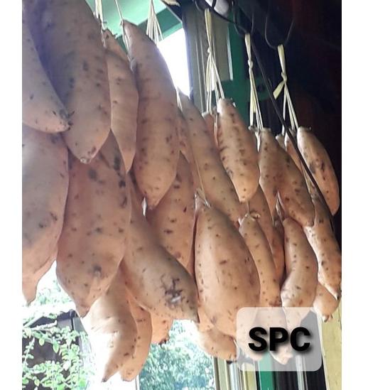 

5.5 COD Promo Ubi Mentah Cilembu Mulus Manis 1kg SPC