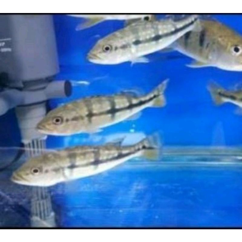 pbas orinoco hiasan aquarium