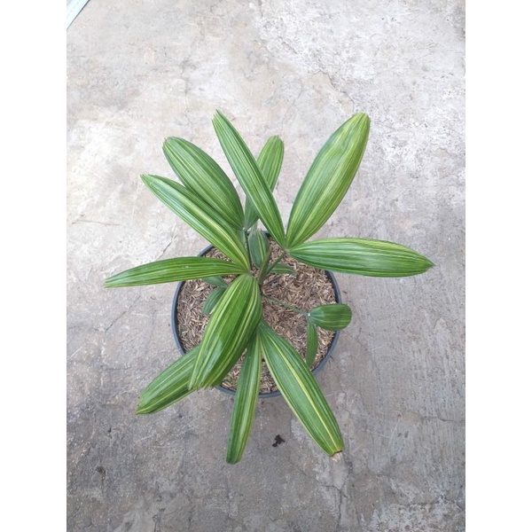 Tanaman Palem Regu Varigata
