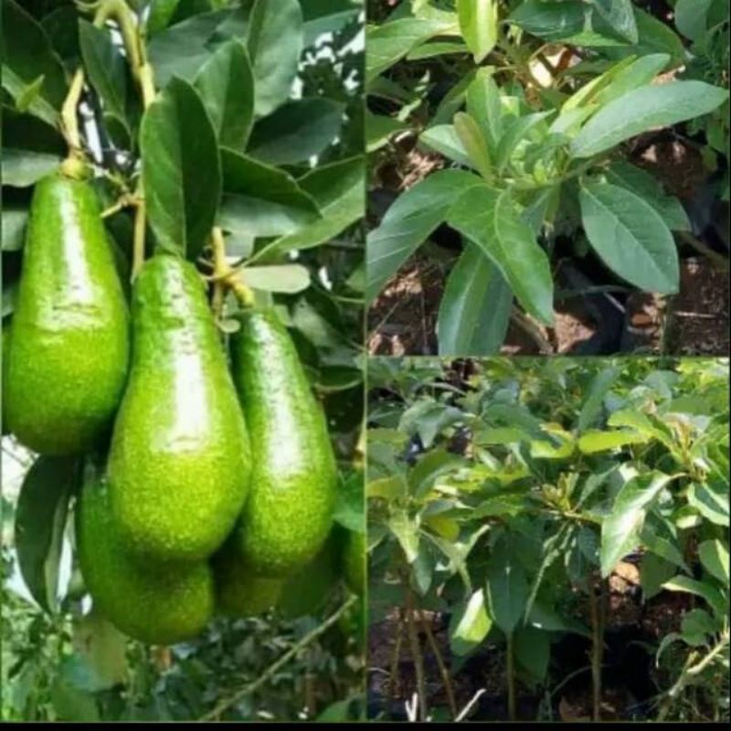 8 Entres alpukat pluwang