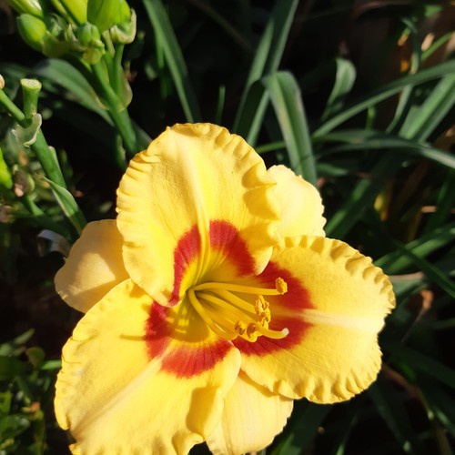 Tanaman Hias Bunga Lily Bangkok Kuning batik