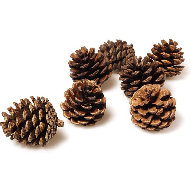 Pine Cone Mainan gigit Hamster/Hamster Chew Toy Biji pinus Buah Cemara Dekorasi