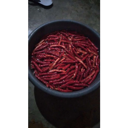 

cabe merah fress 1 kg