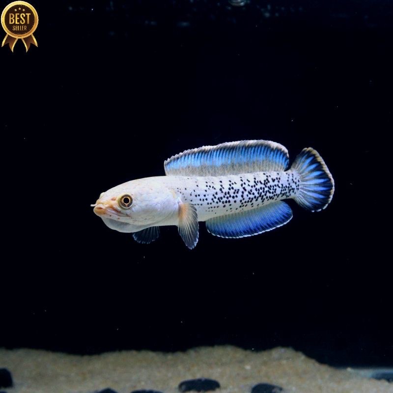 stewarti karbi size 7-8cm