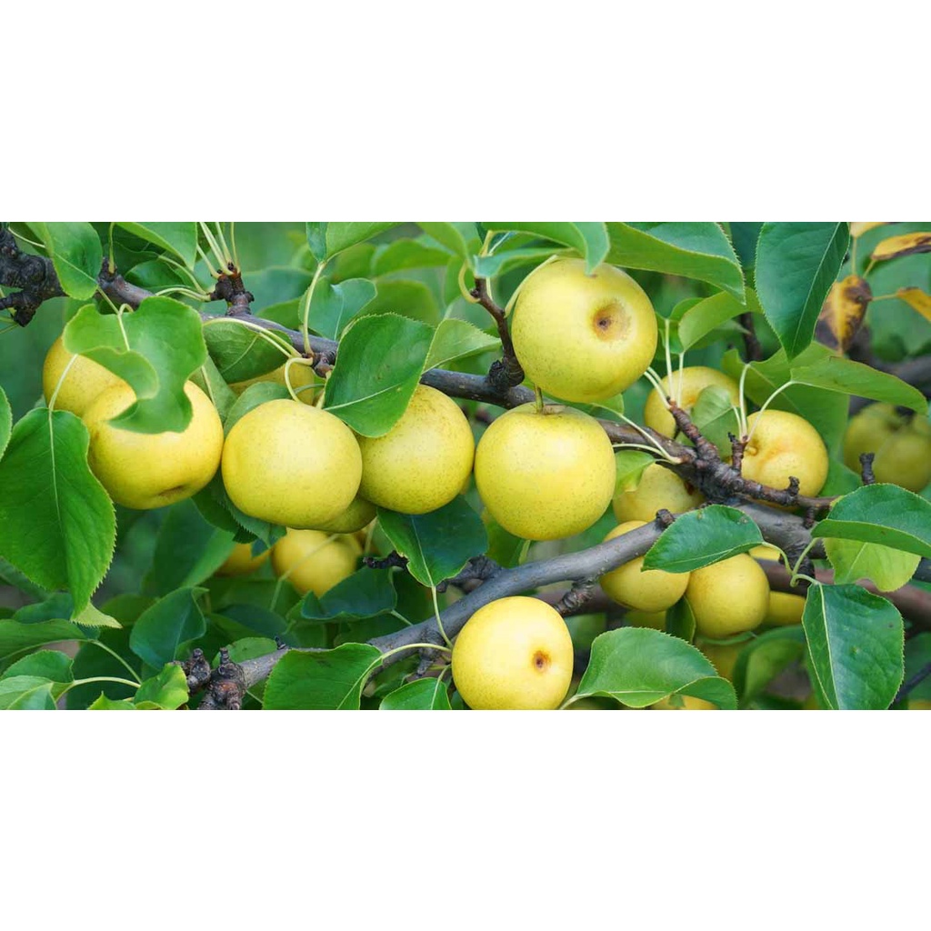 Benih Bibit Biji - Buah Pir Manis Yellow Pear Fruit Seeds - IMPORT