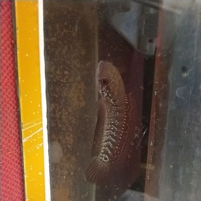 Chana Asiatica WS 10CM SINGGKE TANK (FULL PELET)