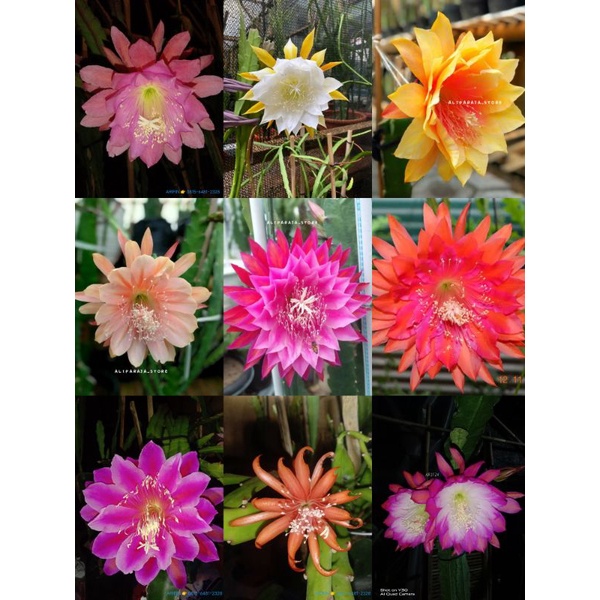 Paket Bibit ID SPECIAL Wijaya Kusuma Hibrid