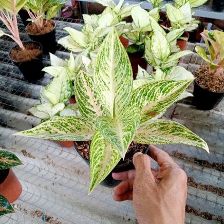 Aglonema Legacy White Dewasa Daun 7-8-9