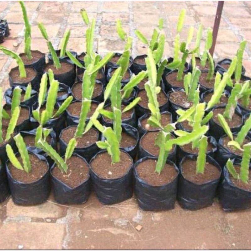 Bibit Buah Naga Kuning Jumbo