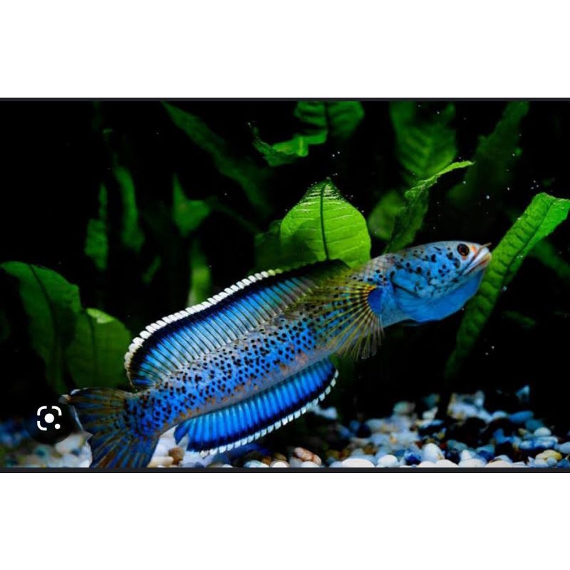 Chana Pardalis 15-17