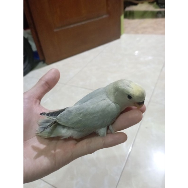 lovebird non klep violet abu-abu jinak