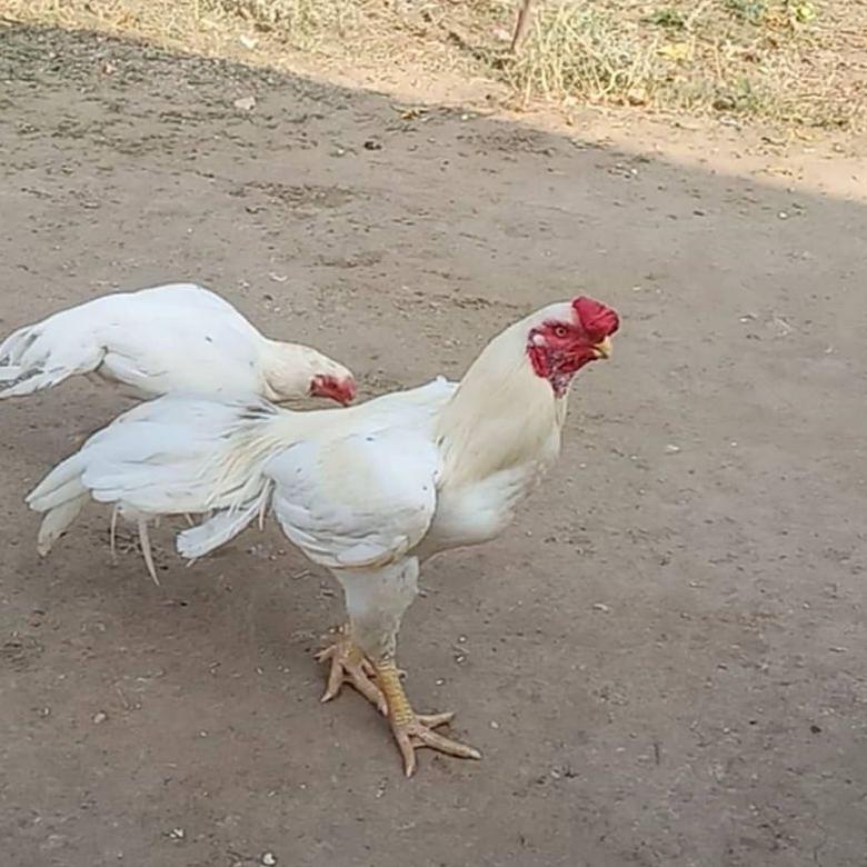 Terlaris.. telur ayam aseel parrot untuk di tetaskan 81