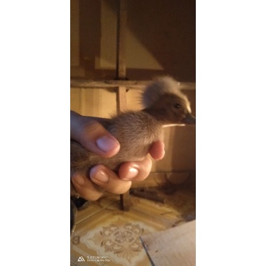 bibit bebek Mojosari/petelur