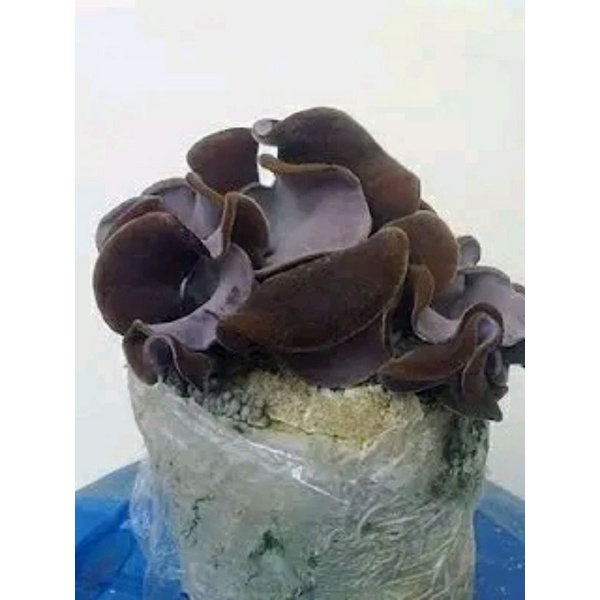 

jamur kuping lember pohon 100gram