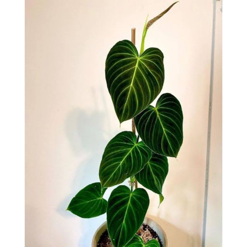 philodendron splendid