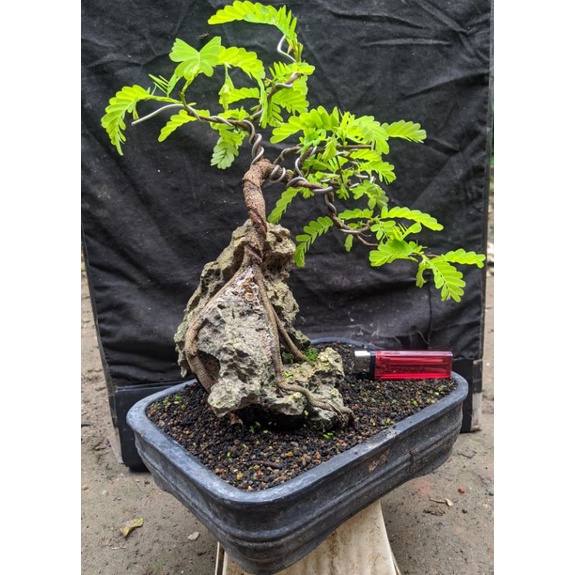bahan bonsai asem jawa on the rock cakep + pot realpict