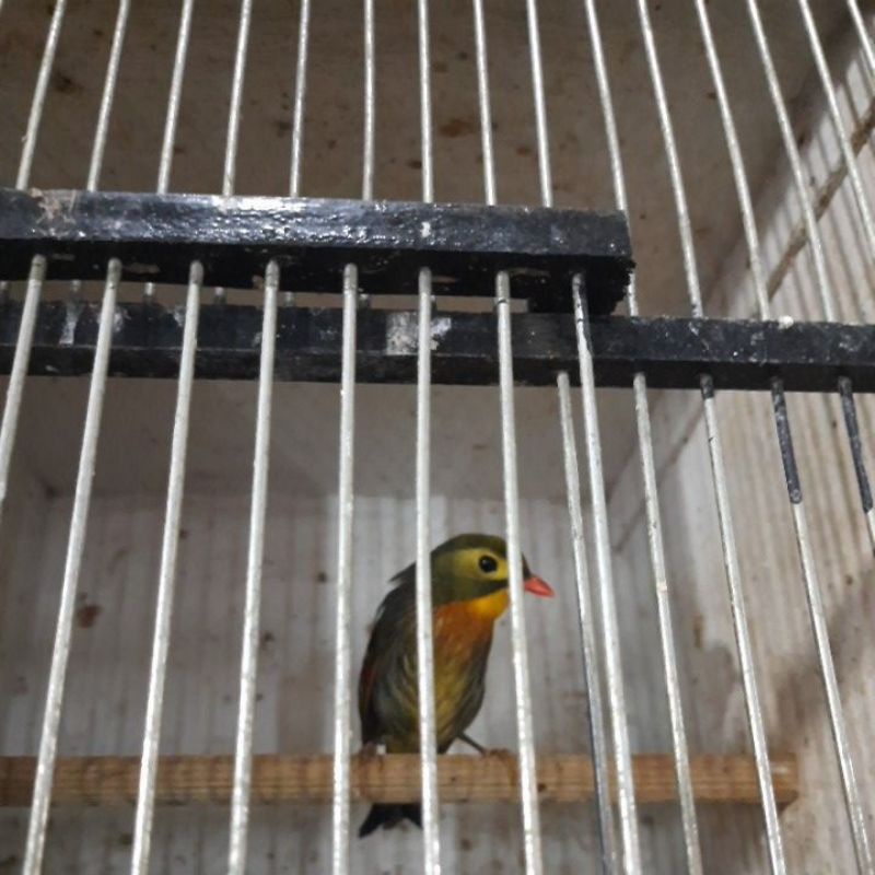 Robin import jantan sudah bunyi