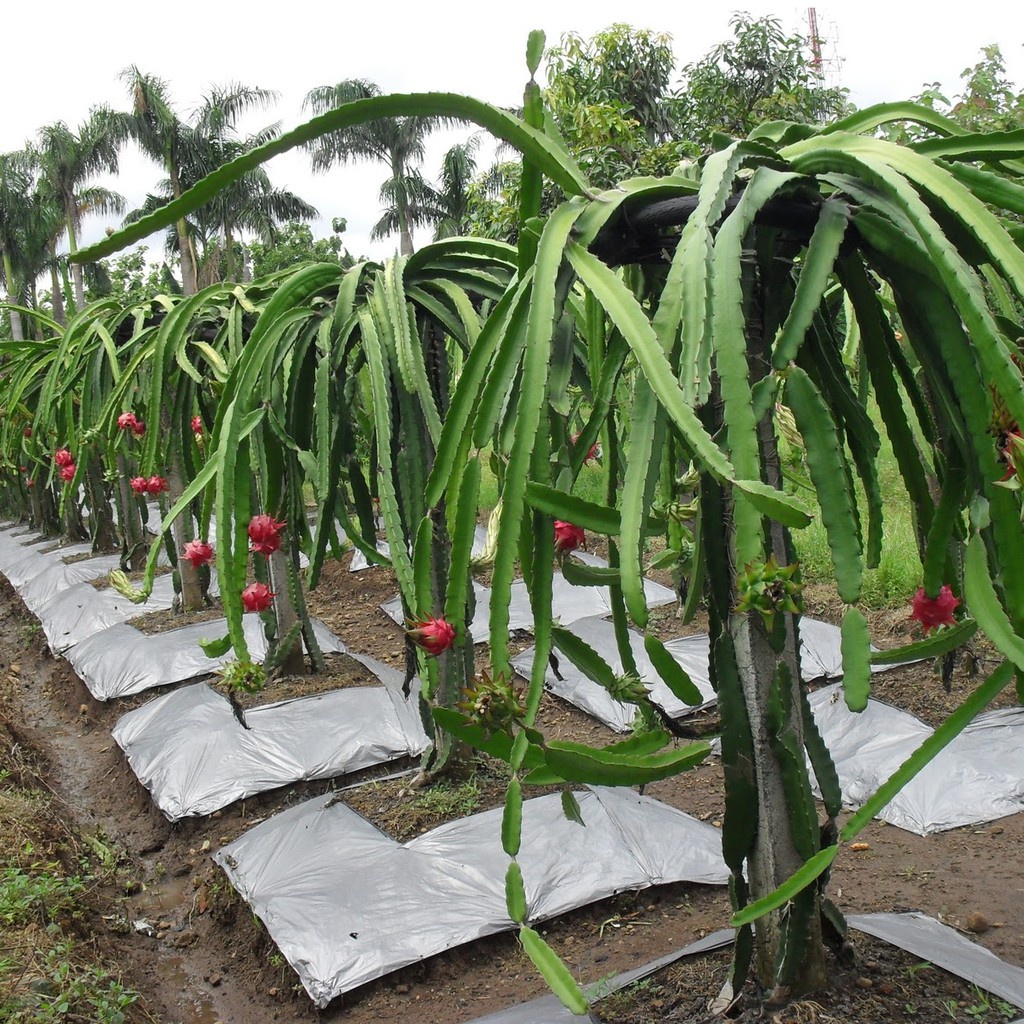 Benih Seribuan - 5 Bibit Buah Naga Merah Unggul